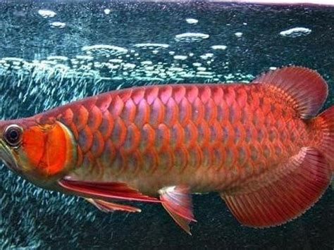 如何判斷龍魚是否適應新水溫？，判斷龍魚是否適應新水溫，1000字詳細指南幫你科學判斷