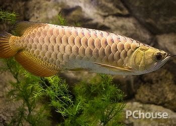 如何判斷龍魚是否感染內寄？，_金龍魚怎么判斷龍魚是否感染內寄的判斷方法