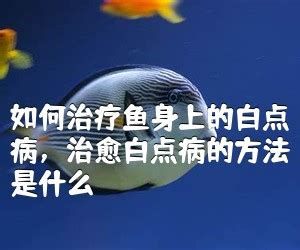 龍魚得了這三種病還能救回來嗎？，三種常見的龍魚疾病及其可能的治療方式，可能會影響健康