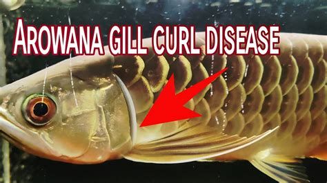 龍魚鰓腫了如何治療？，龍魚鰓腫怎么辦