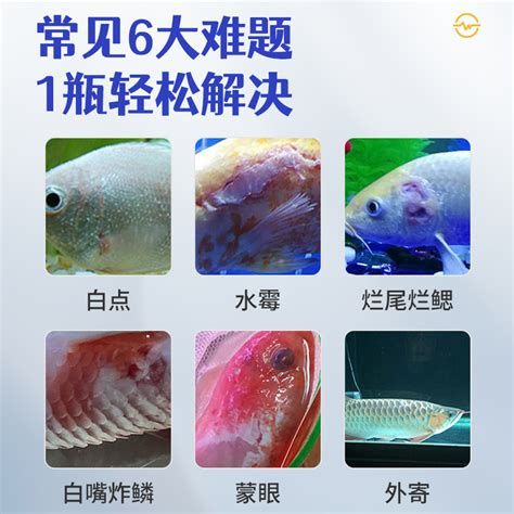 如何預防龍魚再次感染外寄？，預防龍魚感染外寄的方法