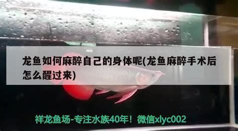 手術修復法對龍魚有副作用嗎？，關于龍魚手術修復法的詳細解析