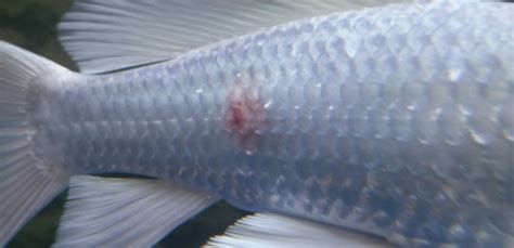 如何判斷龍魚撞傷是否嚴重？，如何判斷龍魚撞傷是否嚴重