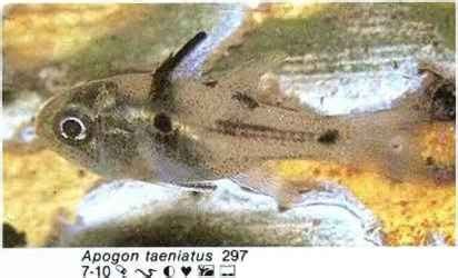 龍魚鰓蓋孔的作用是什么？，龍魚的鰓蓋孔的作用