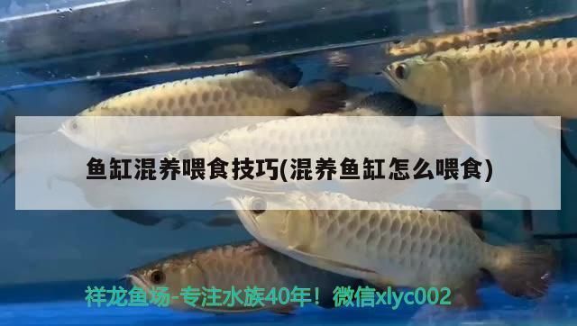 719161，西充哪里有賣魚缸店鋪地址