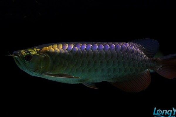 紫金金龍魚，紫金金龍魚的價格是多少？