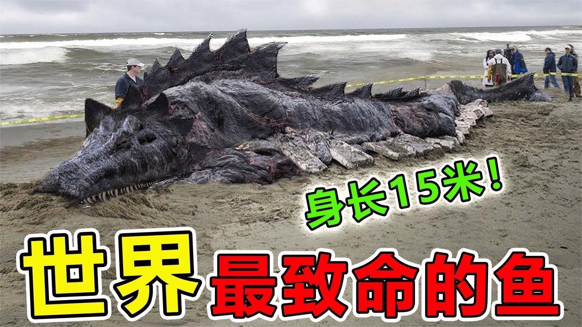十大最兇猛的淡水魚，你知道幾個(gè)？（十大最兇猛淡水魚）