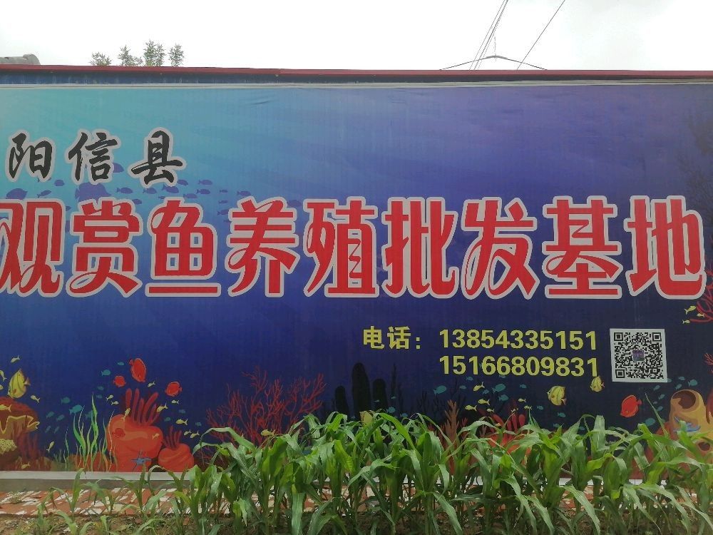 無棣龍魚的市場價格是多少？（無棣龍魚養殖技巧:從食物到水質全攻略全民小視頻） 無棣龍魚的市場價格是多少？（無棣龍魚養殖技巧:從食物到水質全攻略全民小視頻） 觀賞魚百科 第5張