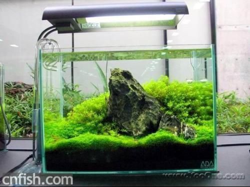 如何辨別金龍魚品種（如何區分金龍魚的品種，-觀察魚體的顏色和紋理）