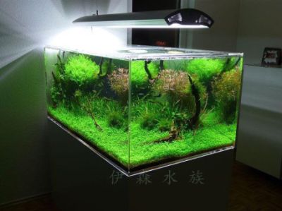 金龍魚批發商城的地址（廣州金龍魚批發商城地址）