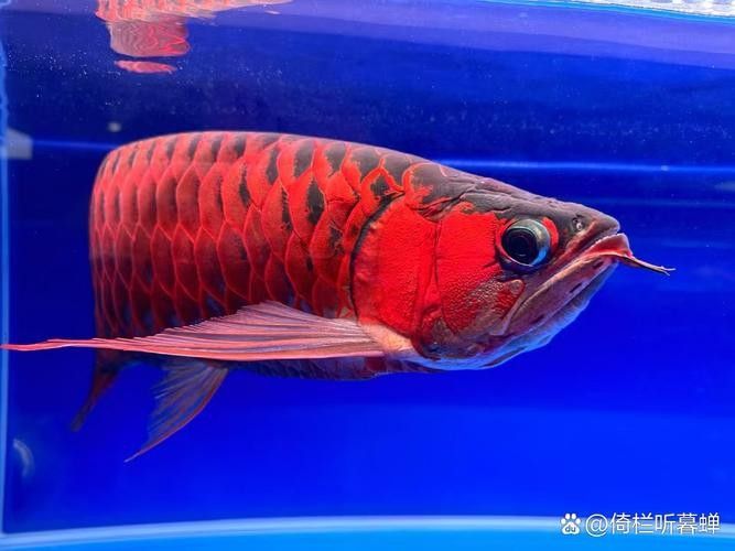 新余紅龍魚的市場價格，新余紅龍魚的繁殖過程是怎樣的？（關于新余紅龍魚的基本信息）