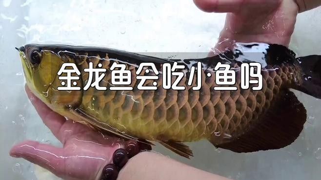 龍魚吃小金魚后，顏色可能會發(fā)生變化（金龍魚吃小金魚后多久會變色）