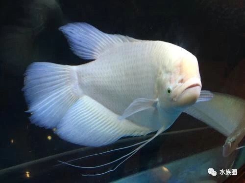 龍魚與以下七種魚類搭配，能夠提升觀賞價(jià)值，還能促進(jìn)生態(tài)平衡（龍魚與以下七種魚類搭配不僅能提升觀賞價(jià)值，還能促進(jìn)生態(tài)平衡）