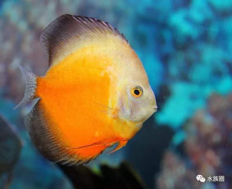 龍魚與以下七種魚類搭配，能夠提升觀賞價(jià)值，還能促進(jìn)生態(tài)平衡（龍魚與以下七種魚類搭配不僅能提升觀賞價(jià)值，還能促進(jìn)生態(tài)平衡）