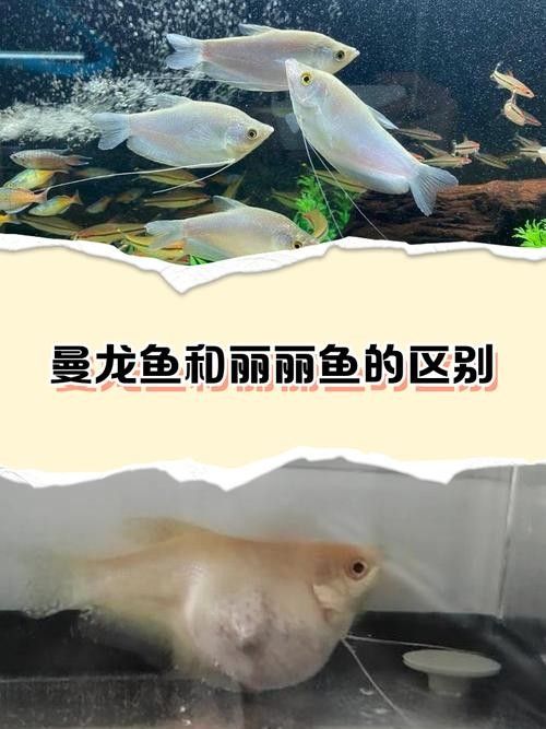 友誼龍魚的生態(tài)習(xí)性、繁殖方式以及在水族館的展示（關(guān)于友誼龍魚的介紹）