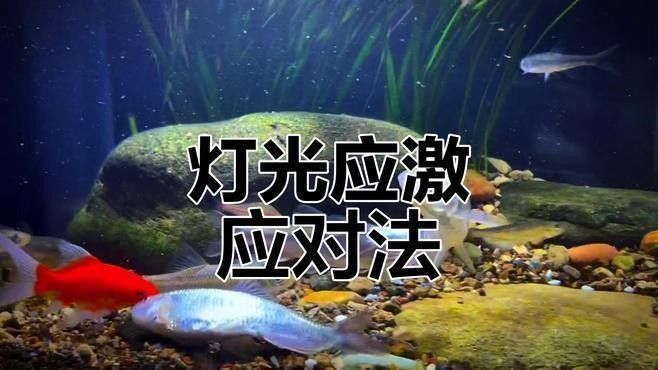 龍魚一開燈就亂撞，怎么辦？（魚在開燈后出現亂撞的行為）