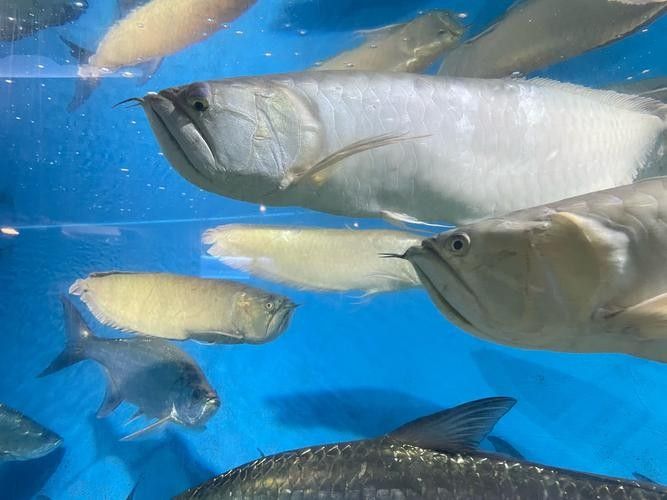 網友曬在溪流里看到的龍魚，感覺全身還在發著光（江西溪流意外發現“江里的龍魚”）