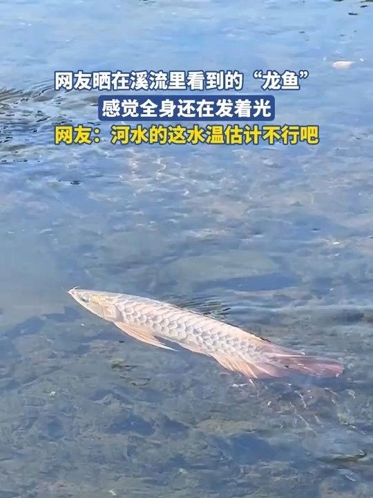 網友曬在溪流里看到的龍魚，感覺全身還在發著光（江西溪流意外發現“江里的龍魚”）