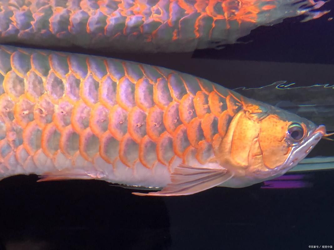 網友曬在溪流里看到的龍魚，感覺全身還在發著光（江西溪流意外發現“江里的龍魚”）