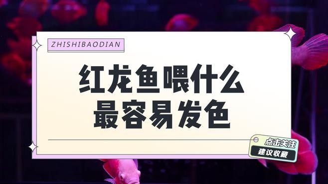 金龍魚吃啥表格俠樂樂金龍魚喂什么最容易發色熾焰臻品聽（如何讓龍魚保持鮮艷的色彩）