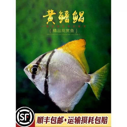 黃鰭鯧魚(yú)怎么選好物小筑（哪個(gè)品牌的黃鰭鯧魚(yú)質(zhì)量最好）