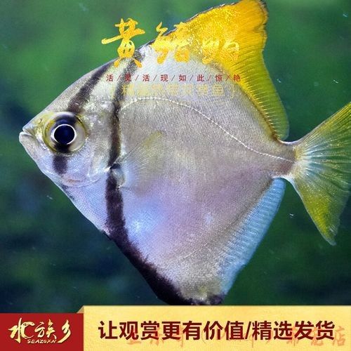 黃鰭鯧魚怎么選好物小筑（哪個(gè)品牌的黃鰭鯧魚質(zhì)量最好）