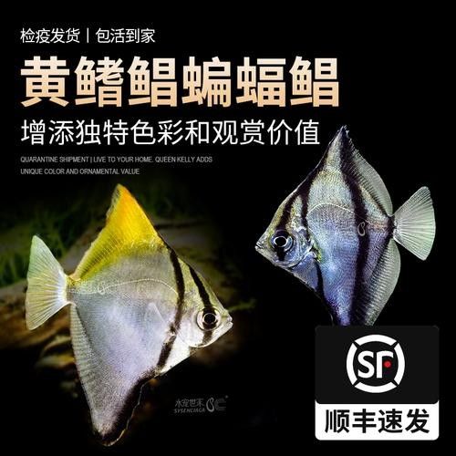 黃鰭鯧魚怎么選好物小筑（哪個(gè)品牌的黃鰭鯧魚質(zhì)量最好）