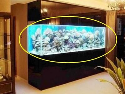 石家莊哪里有賣觀賞魚的地方有哪些石家莊賣觀賞魚的地方（石家莊賣觀賞魚的地方）