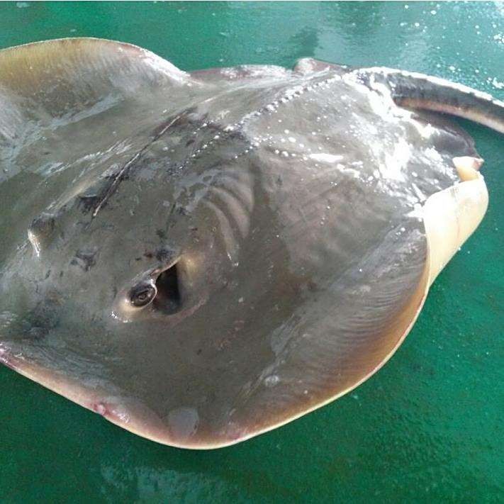 魟魚的種類及其特點（探索魟魚的多樣性與生態價值）