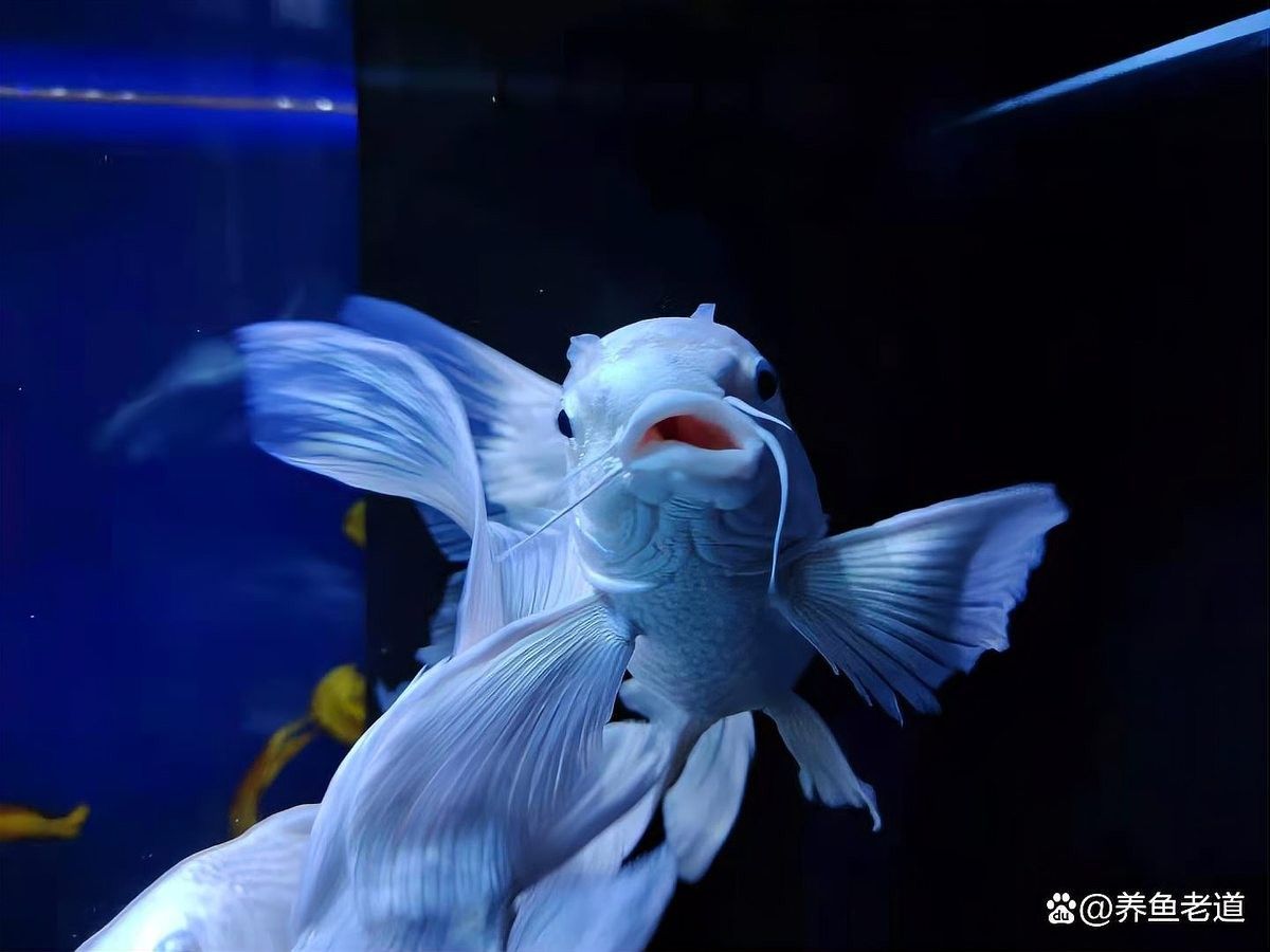 龍魚掉眼兜嘴怎么辦解決？（龍魚掉嘴后多久會死亡，新手必看）