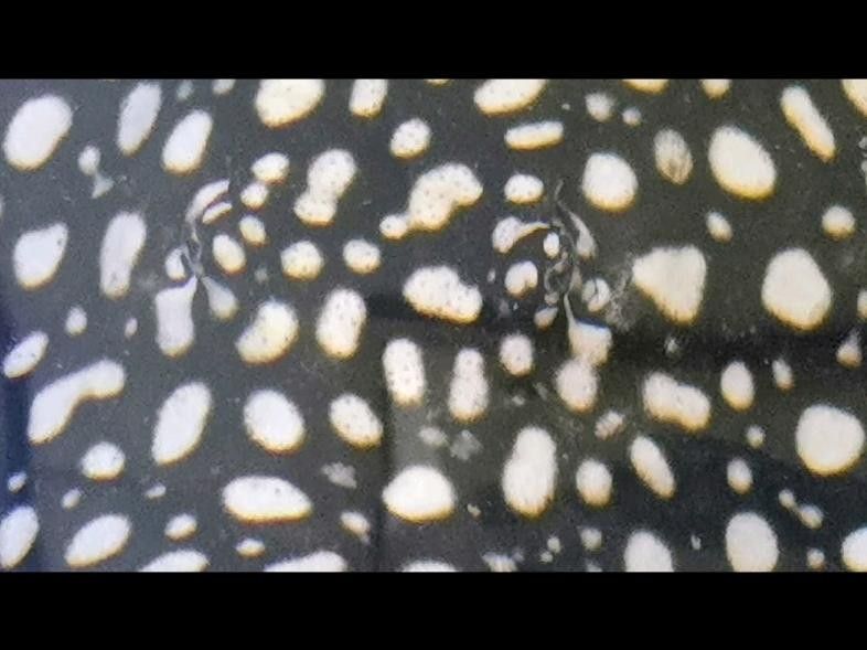 魟魚的種類有哪些？（zili魟魚品種介紹）