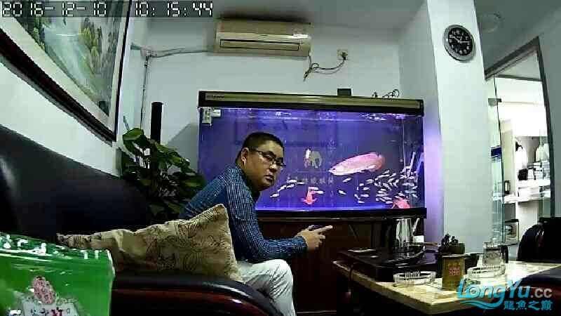 龍虎鳳昨天一斤河蝦下缸，今天魚狀態很好,魚友激昂與本命（東營水族館龍虎鳳）