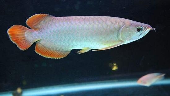號半紅龍魚的價格是多少（號半紅龍魚號半紅龍魚是什么意思092edu匠揭秘）