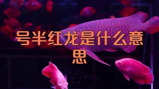 號半紅龍魚的價格是多少（號半紅龍魚號半紅龍魚是什么意思092edu匠揭秘）