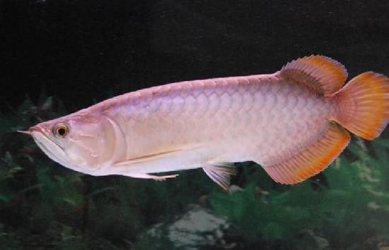 號半紅龍魚的價格是多少（號半紅龍魚號半紅龍魚是什么意思092edu匠揭秘）
