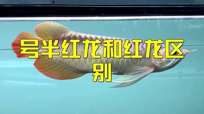 號半紅龍魚的價格是多少（號半紅龍魚號半紅龍魚是什么意思092edu匠揭秘）