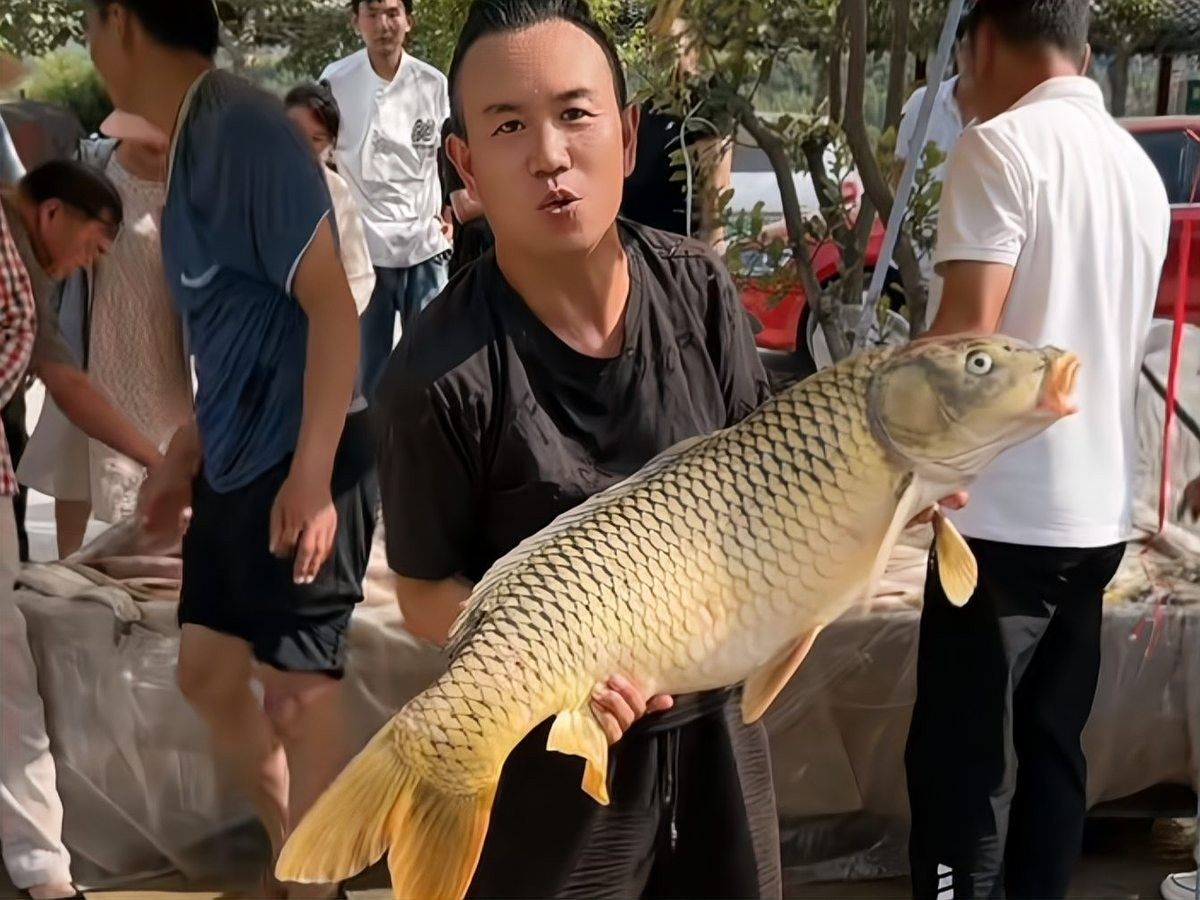 濟源大鯉魚的歷史和文化背景是什么？（尋味·濟源|第一道·野生黃河大鯉魚制作方法）