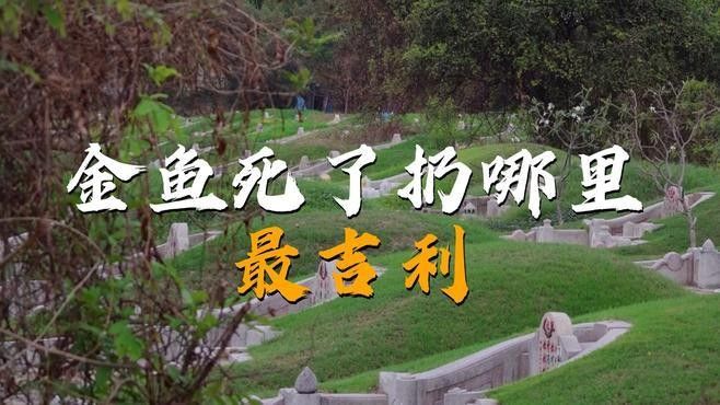 魚死了扔哪里最<strong><mark>吉利</mark></strong>？（九天應元雷壇金魚死了扔哪里最<strong><mark>吉利</mark></strong>奉天翁死了扔哪里最<strong><mark>吉利</mark></strong>）