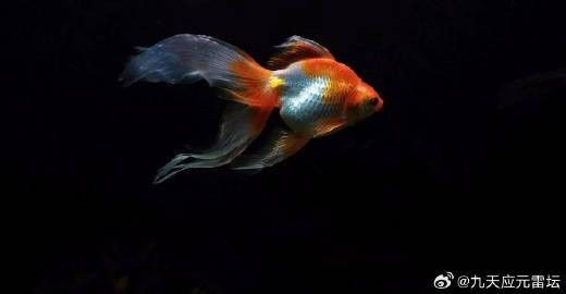 魚死了扔哪里最吉利？（九天應元雷壇金魚死了扔哪里最吉利奉天翁死了扔哪里最吉利）