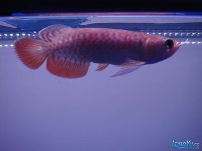 雷龍魚缸造景的技巧和注意事項（\