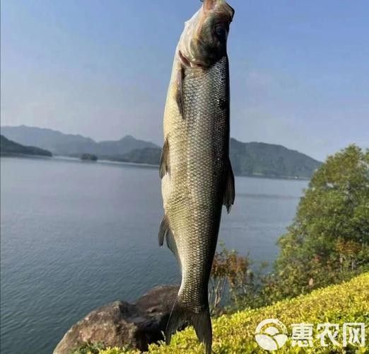 湖北丹江口翹嘴鲌魚鮮嫩美味砂鍋做法大揭秘（丹江口翹嘴鲌魚鮮嫩美味,砂鍋做法大揭秘） 湖北丹江口翹嘴鲌魚鮮嫩美味砂鍋做法大揭秘（丹江口翹嘴鲌魚鮮嫩美味,砂鍋做法大揭秘） 觀賞魚百科 第3張