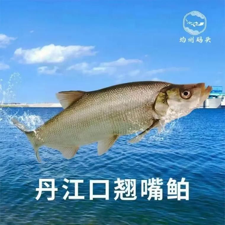 湖北丹江口翹嘴鲌魚鮮嫩美味砂鍋做法大揭秘（丹江口翹嘴鲌魚鮮嫩美味,砂鍋做法大揭秘） 湖北丹江口翹嘴鲌魚鮮嫩美味砂鍋做法大揭秘（丹江口翹嘴鲌魚鮮嫩美味,砂鍋做法大揭秘） 觀賞魚百科 第1張