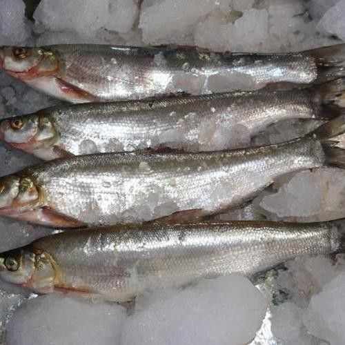 湖北丹江口翹嘴鲌魚鮮嫩美味砂鍋做法大揭秘（丹江口翹嘴鲌魚鮮嫩美味,砂鍋做法大揭秘） 湖北丹江口翹嘴鲌魚鮮嫩美味砂鍋做法大揭秘（丹江口翹嘴鲌魚鮮嫩美味,砂鍋做法大揭秘） 觀賞魚百科 第6張