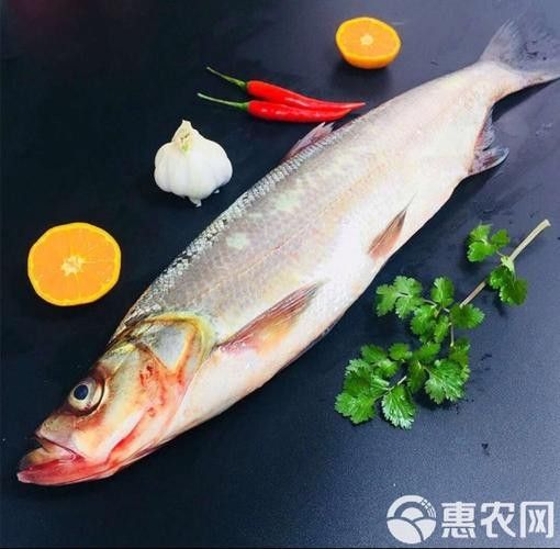 湖北丹江口翹嘴鲌魚鮮嫩美味砂鍋做法大揭秘（丹江口翹嘴鲌魚鮮嫩美味,砂鍋做法大揭秘） 湖北丹江口翹嘴鲌魚鮮嫩美味砂鍋做法大揭秘（丹江口翹嘴鲌魚鮮嫩美味,砂鍋做法大揭秘） 觀賞魚百科 第2張