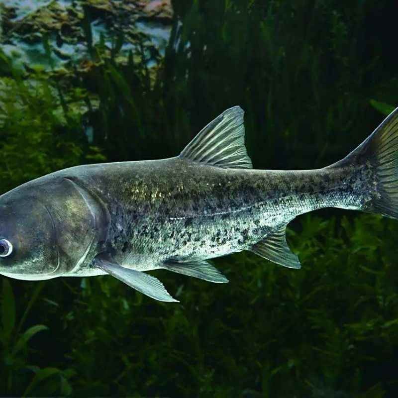 湖北丹江口翹嘴鲌魚鮮嫩美味砂鍋做法大揭秘（丹江口翹嘴鲌魚鮮嫩美味,砂鍋做法大揭秘） 湖北丹江口翹嘴鲌魚鮮嫩美味砂鍋做法大揭秘（丹江口翹嘴鲌魚鮮嫩美味,砂鍋做法大揭秘） 觀賞魚百科 第9張
