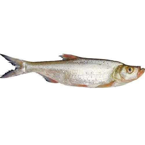 湖北丹江口翹嘴鲌魚鮮嫩美味砂鍋做法大揭秘（丹江口翹嘴鲌魚鮮嫩美味,砂鍋做法大揭秘） 湖北丹江口翹嘴鲌魚鮮嫩美味砂鍋做法大揭秘（丹江口翹嘴鲌魚鮮嫩美味,砂鍋做法大揭秘） 觀賞魚百科 第4張