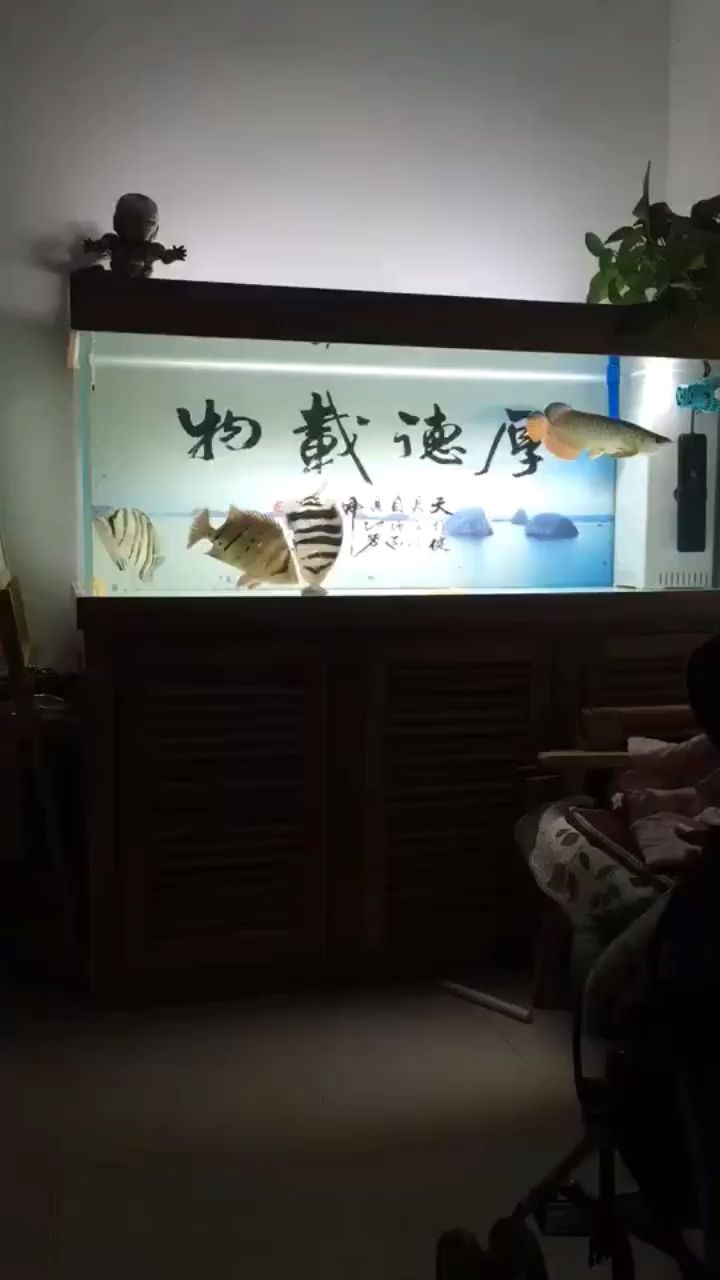 大神們看下這個虎，本文旨在探討“大神”一詞在網絡語境中的使用及其含義（“大神”一詞在網絡語境中的使用及其含義）