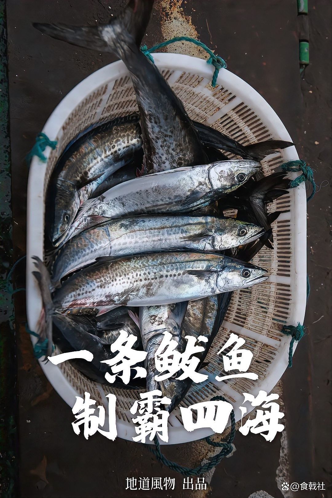 鲅魚圈冷水海鮮，鮮美無比！（遼寧葫蘆島鲅魚圈冷水海鮮鮮美無比大黃魚、海鯰魚一網打盡）