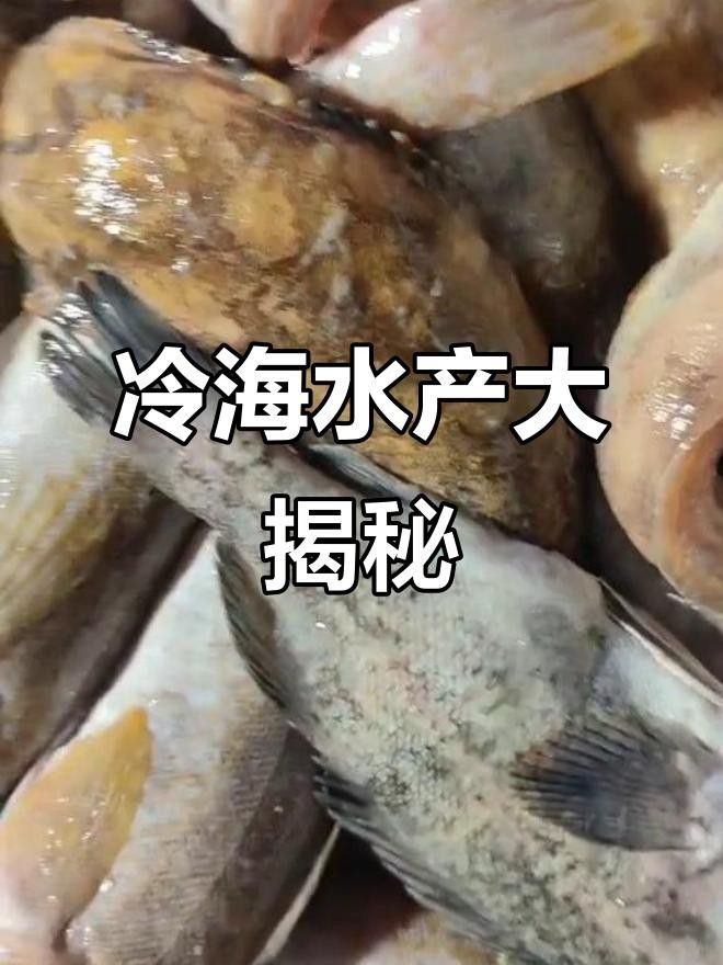 鲅魚圈冷水海鮮，鮮美無比！（遼寧葫蘆島鲅魚圈冷水海鮮鮮美無比大黃魚、海鯰魚一網打盡）