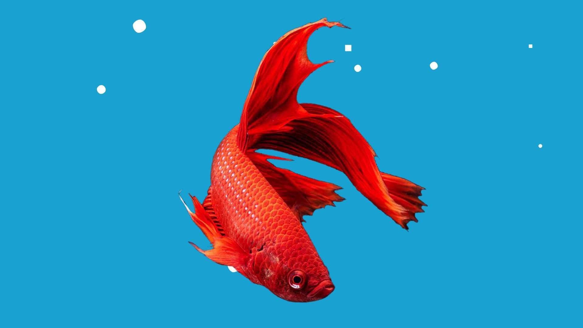 五華龍魚和龍魚的區別（“五華龍魚”與“龍魚”的區別，五華龍魚和普通龍魚哪個好養）